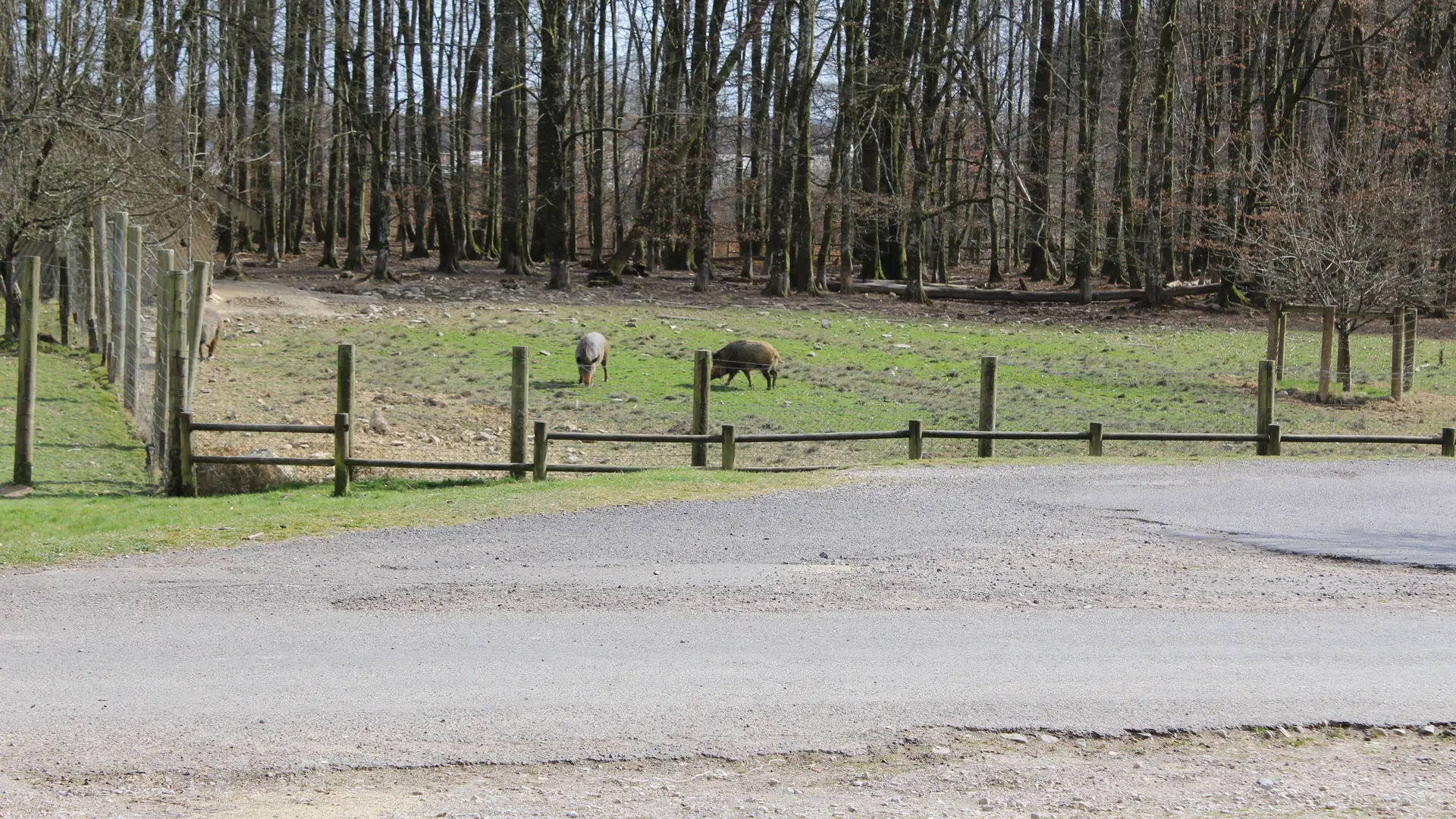 Fôret du Banney