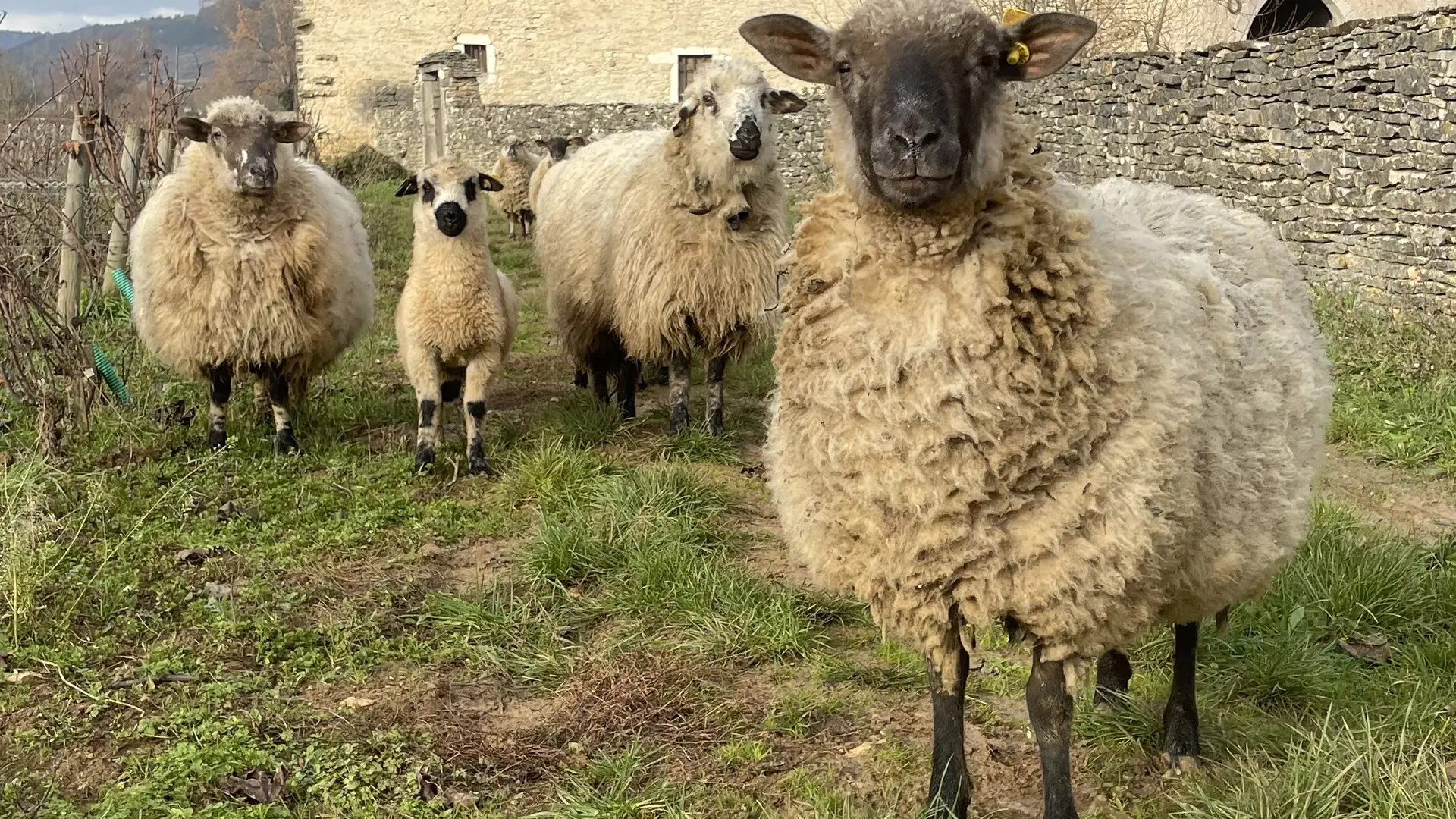 Mouton dans le Clos