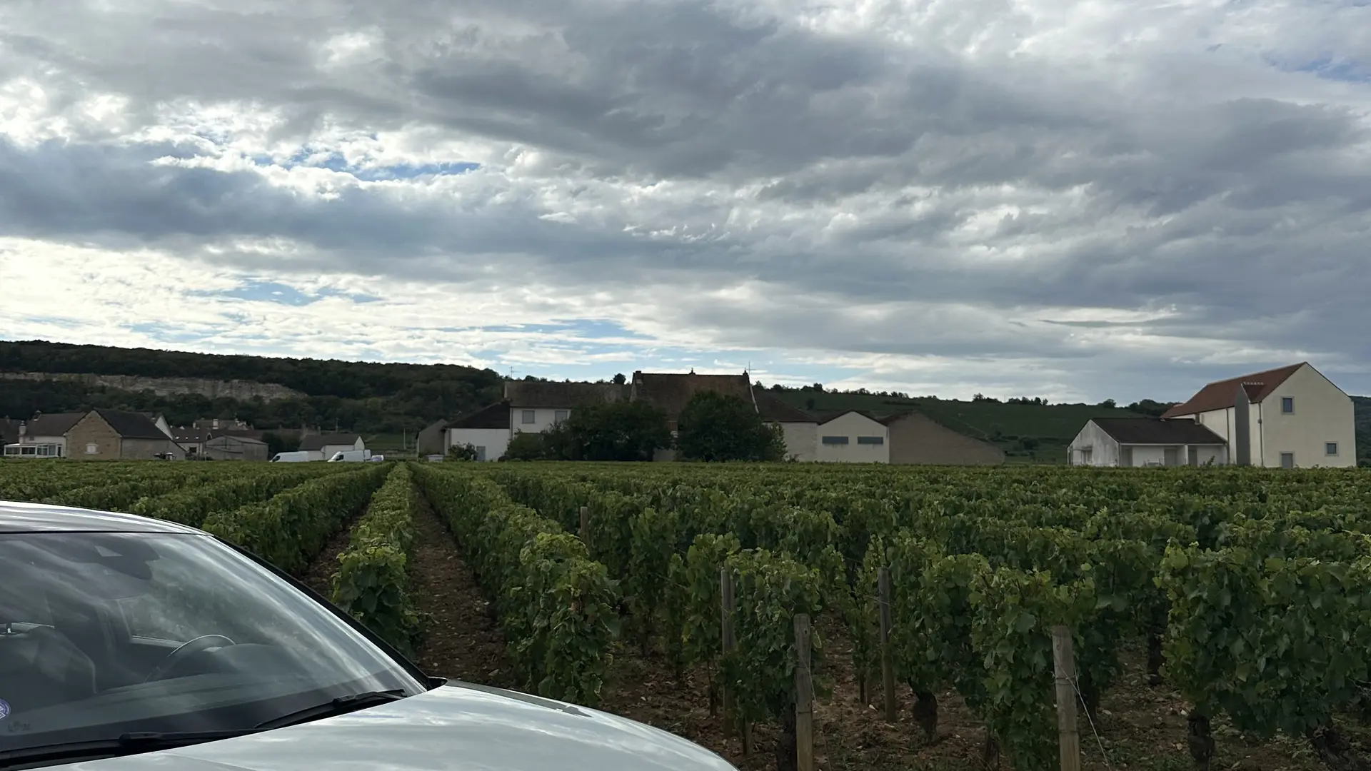 vignoble