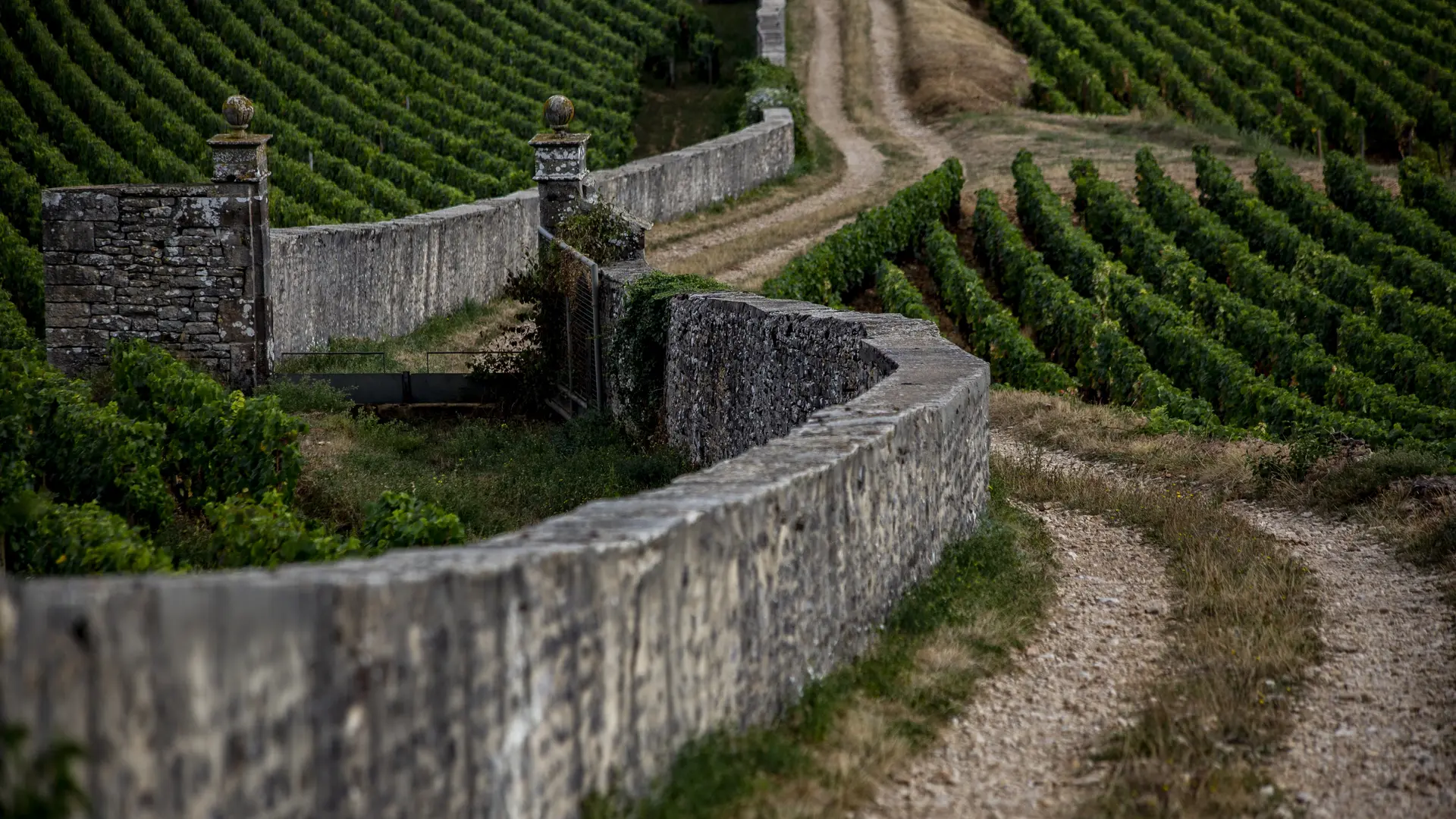 Côte de Nuits