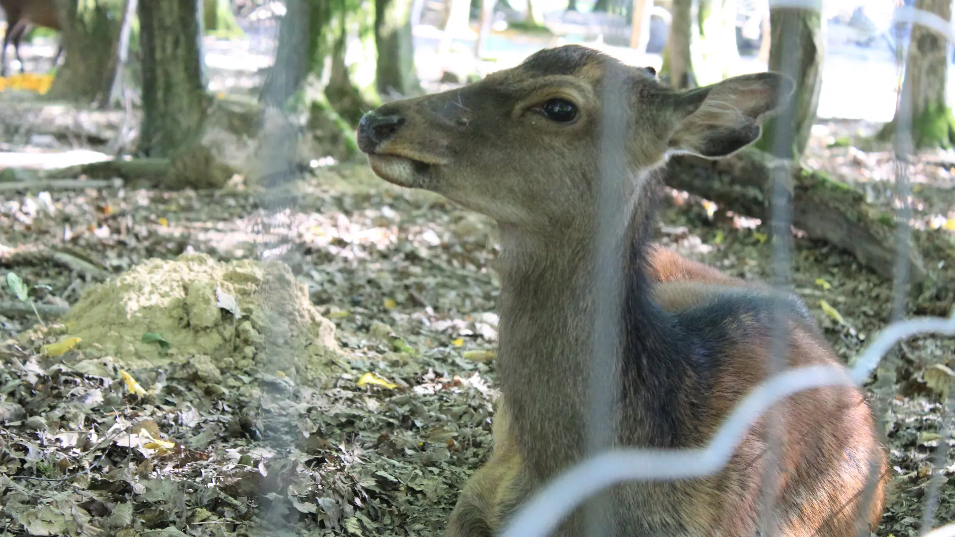 Fôret du Banney