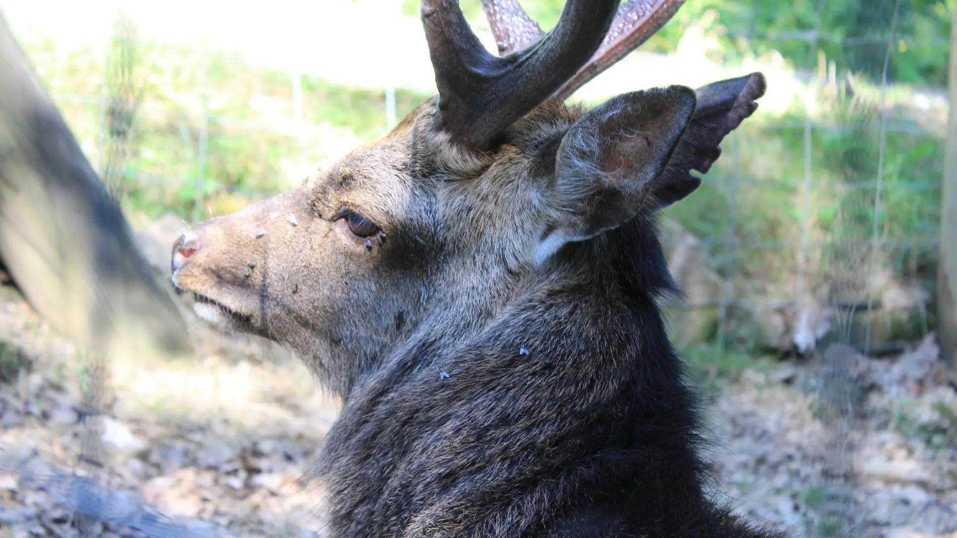 Fôret du Banney