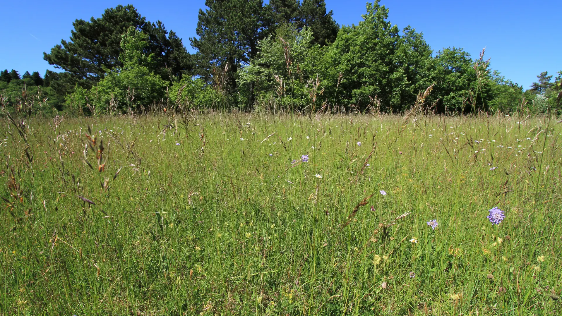 Les prairies de KAYANE