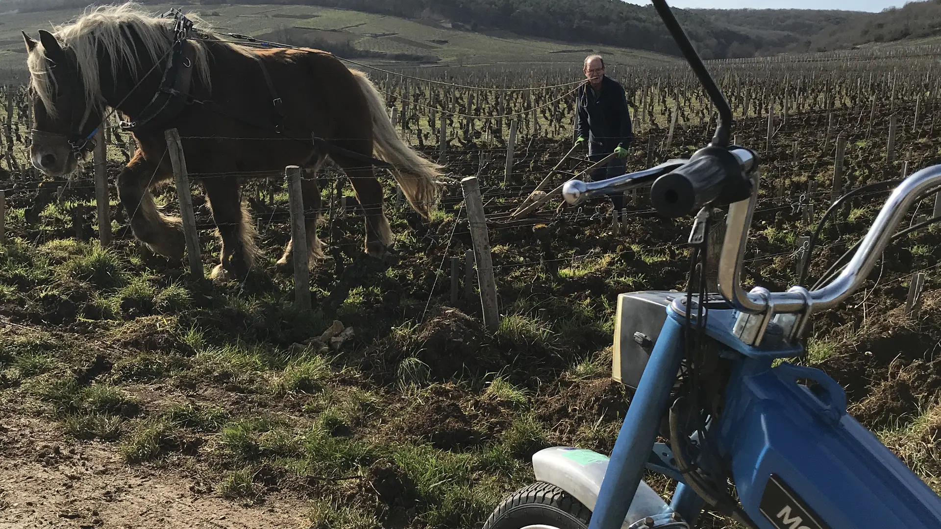 Au milieu des vignes