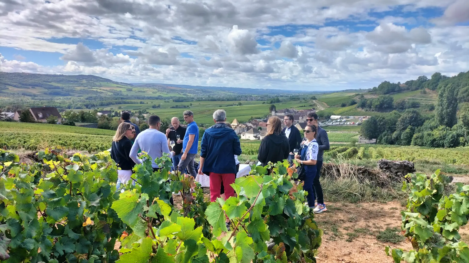 explications et dégustation dans les vignes