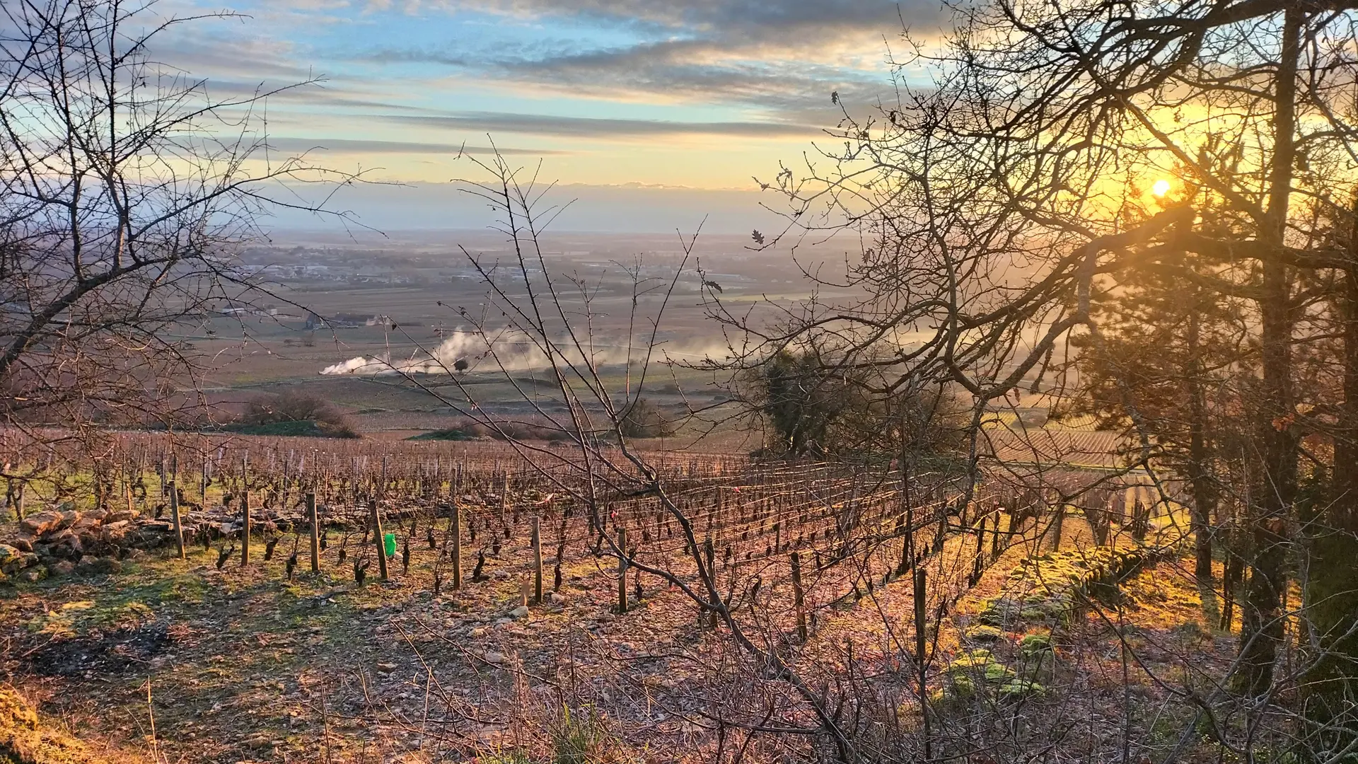 paysage du vignoble l'hiver