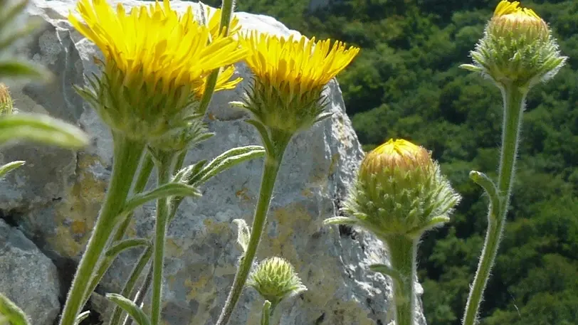 Inula_montana©RNCLJR