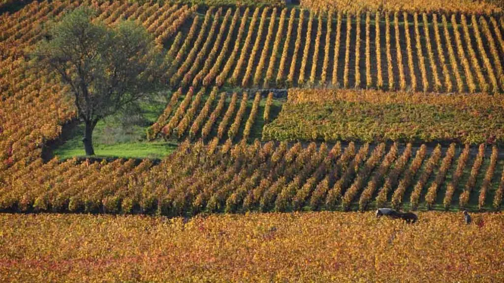 Circuit-privatise - Cote-de-Beaune-et-Cote-de-Nuits