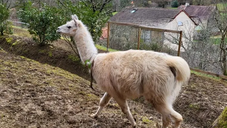 Lama_Jarod