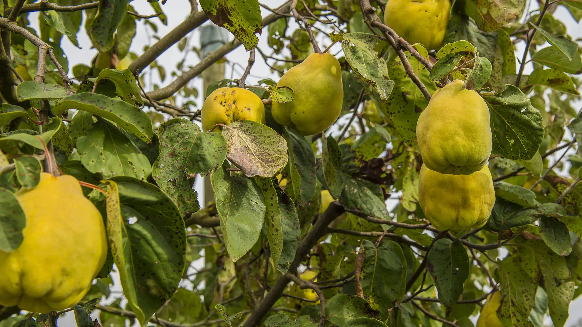 Le-Verger-des-Familles-Stephane-MOREL-FONTAINES-19092017_300Dpi_┬®Thierry Convert_0011