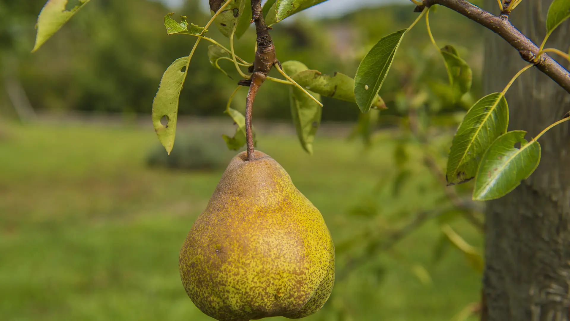 Le-Verger-des-Familles-Stephane-MOREL-FONTAINES-19092017_300Dpi_┬®Thierry Convert_0016