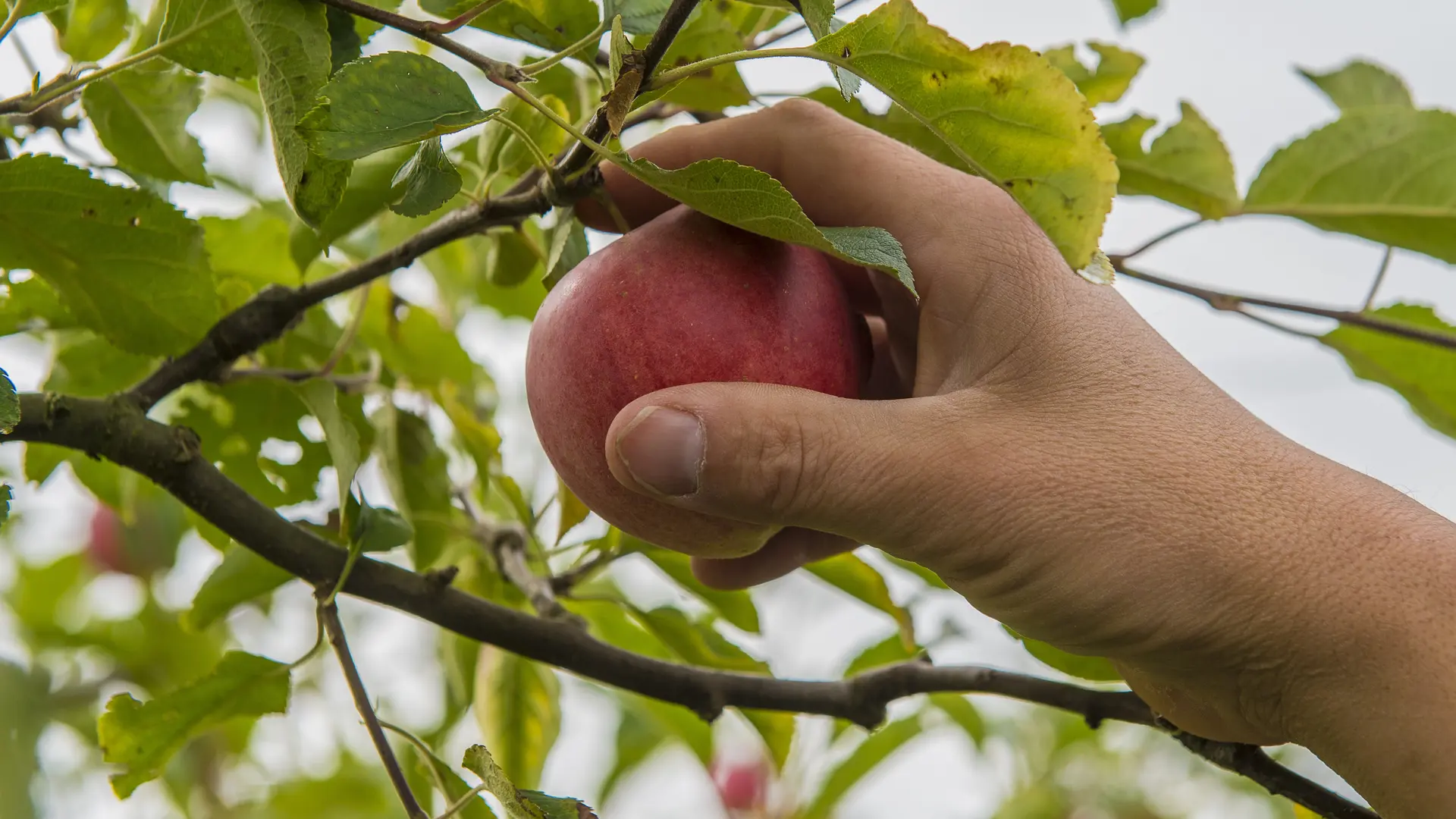 Le-Verger-des-Familles-Stephane-MOREL-FONTAINES-19092017_300Dpi_┬®Thierry Convert_0021
