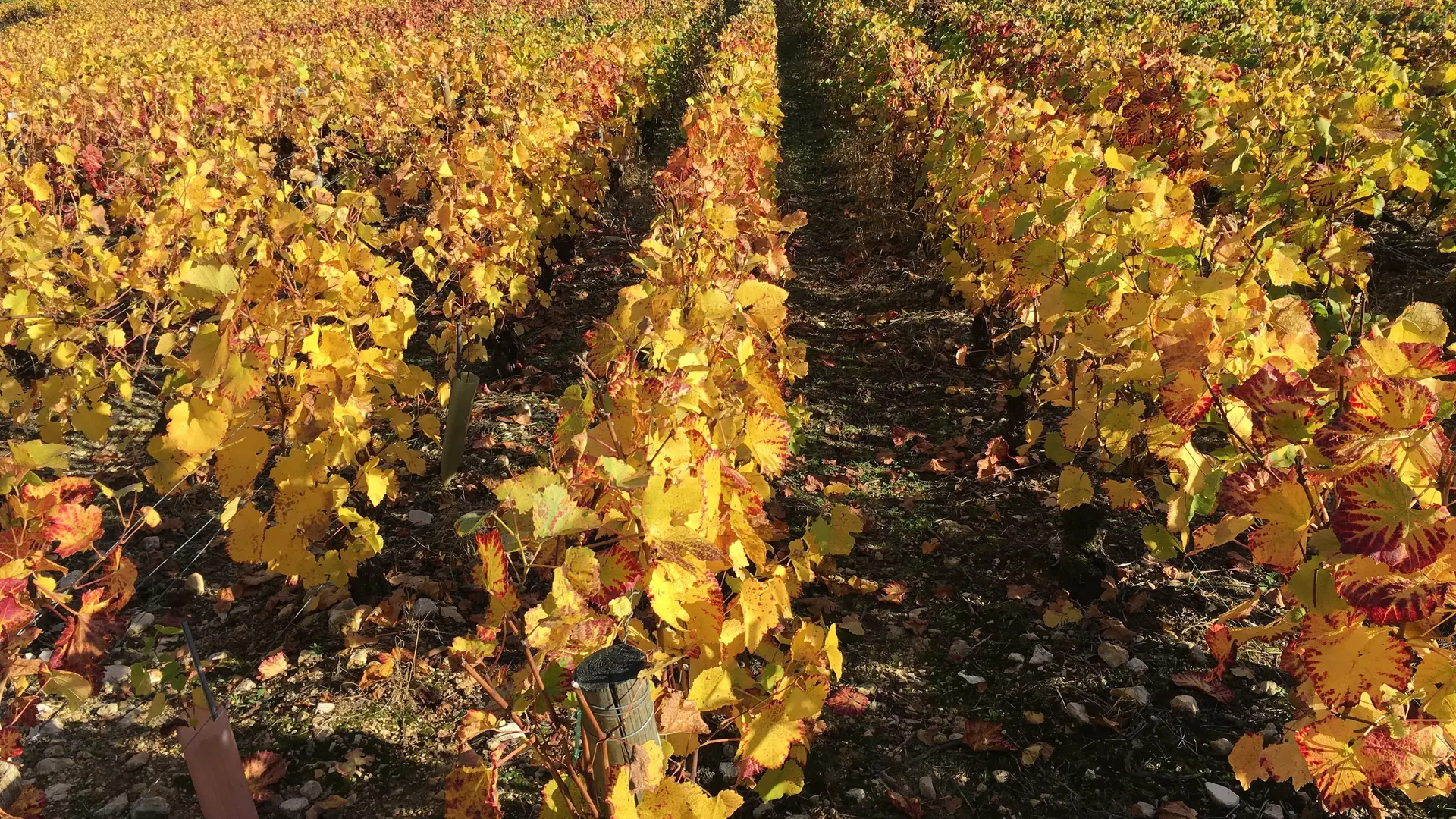 Les-Maisons-de-Chamirey---vue-d-automne---Bourgogne-6