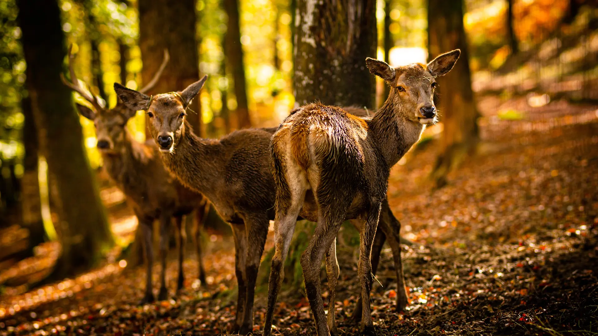 Luxeuil - les - Bains Vosges du Sud - Parc Animalier HD  (7)