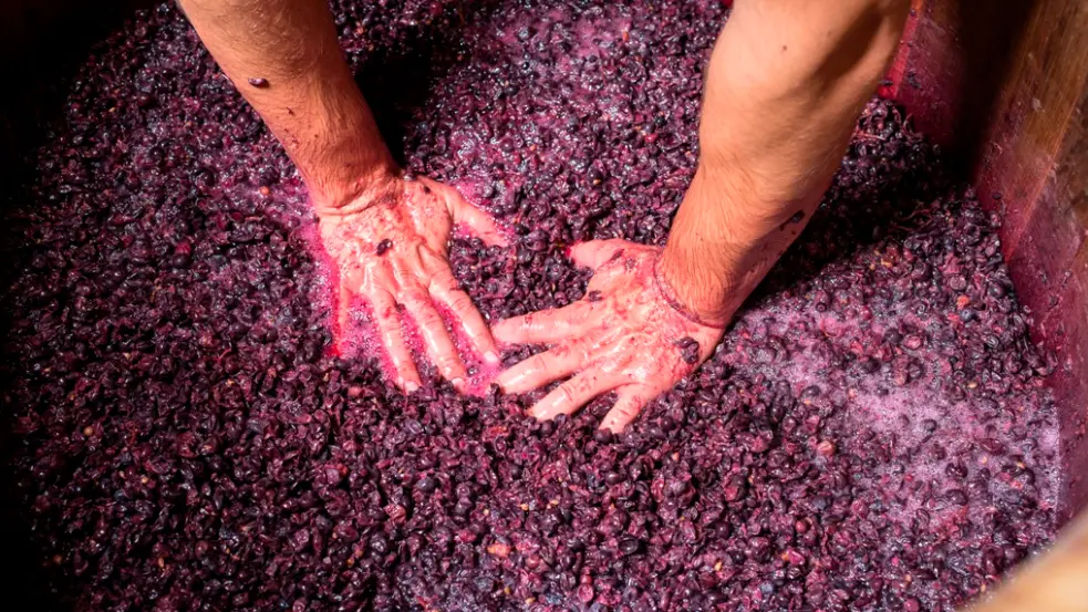 Degustation-Chateau-de-Marsannay