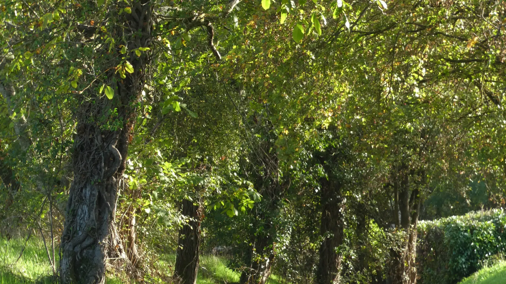 Mellecey - Au Coeur de vignes - MT - Hébergement - 2023 (23)