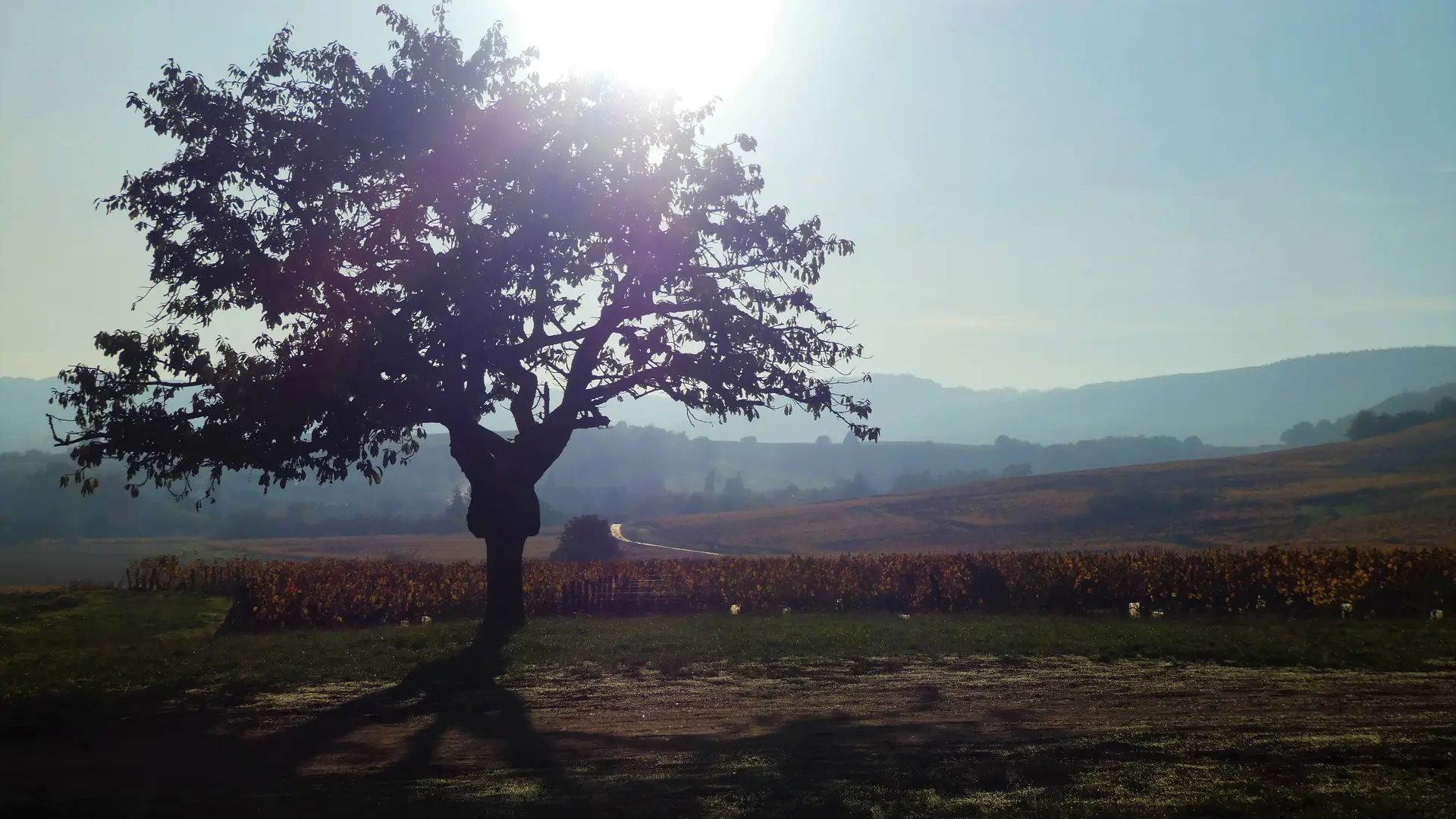 Mellecey - Au Coeur de vignes - MT - Hébergement - 2023 (24)