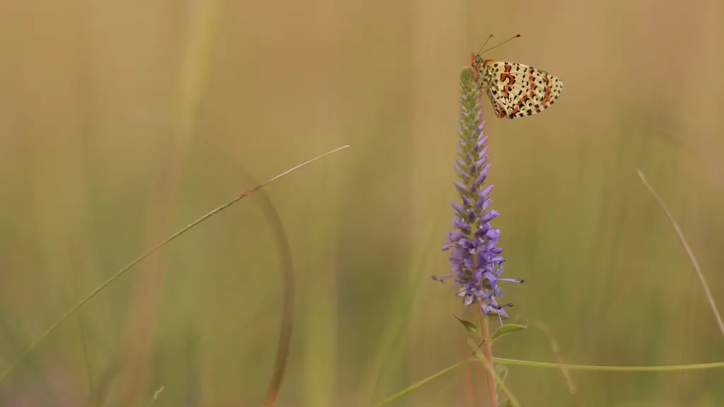 Mellicta_dydima©Thomas-Morant