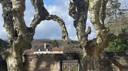 Deux platanes qui s'aiment dans ma cour