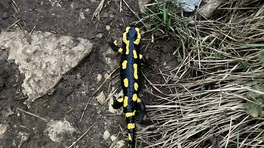 Salamandre