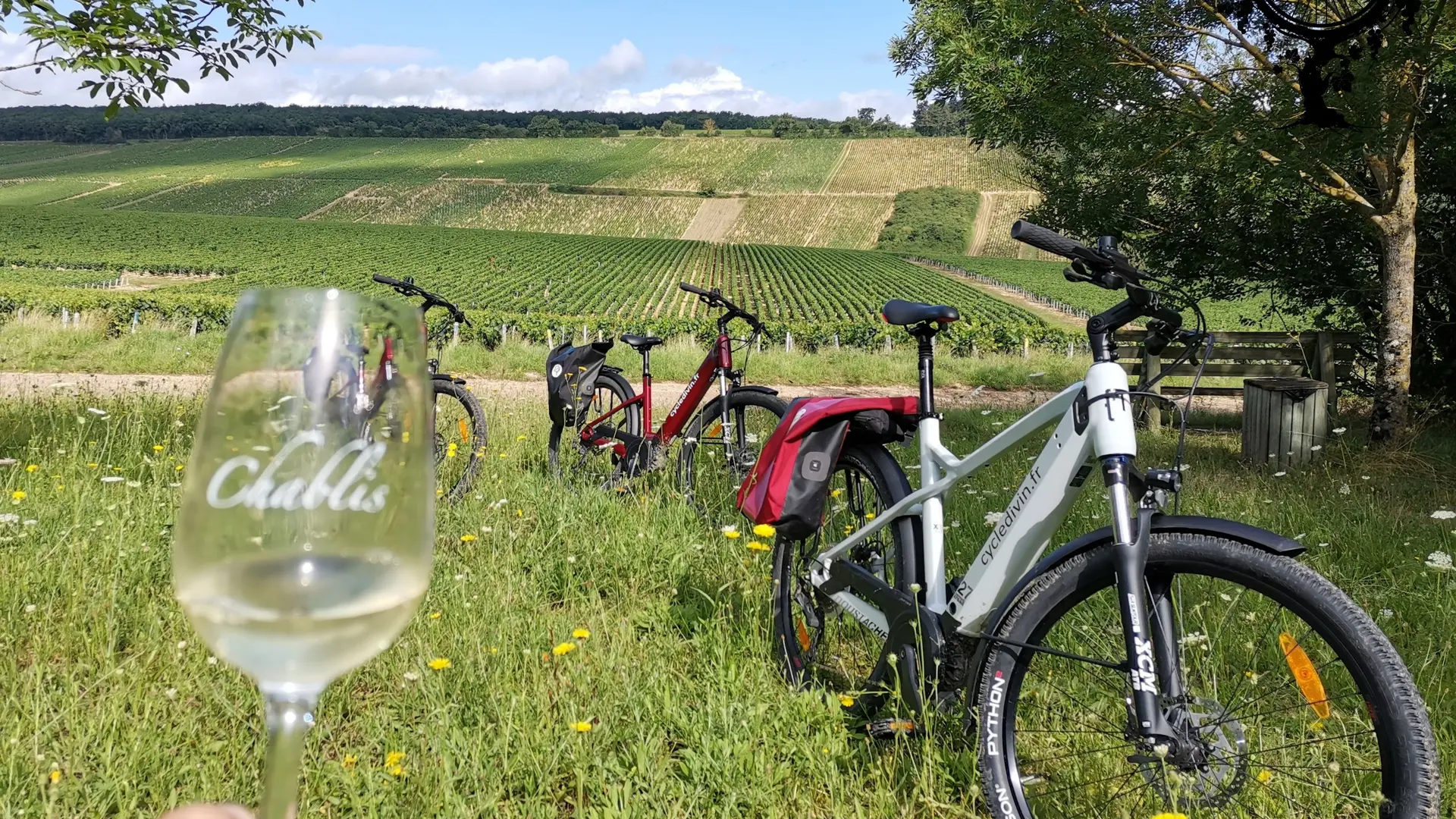 Dégustation dans les vignes de Chablis - Cycle Divin