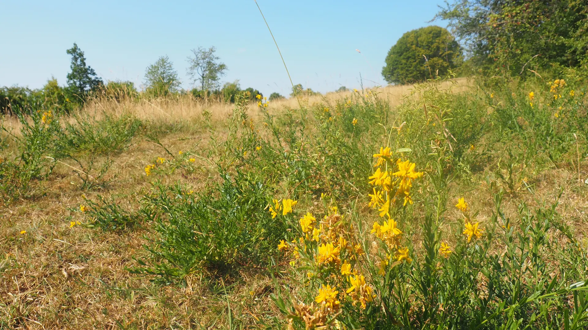 Sentier Champfleurey