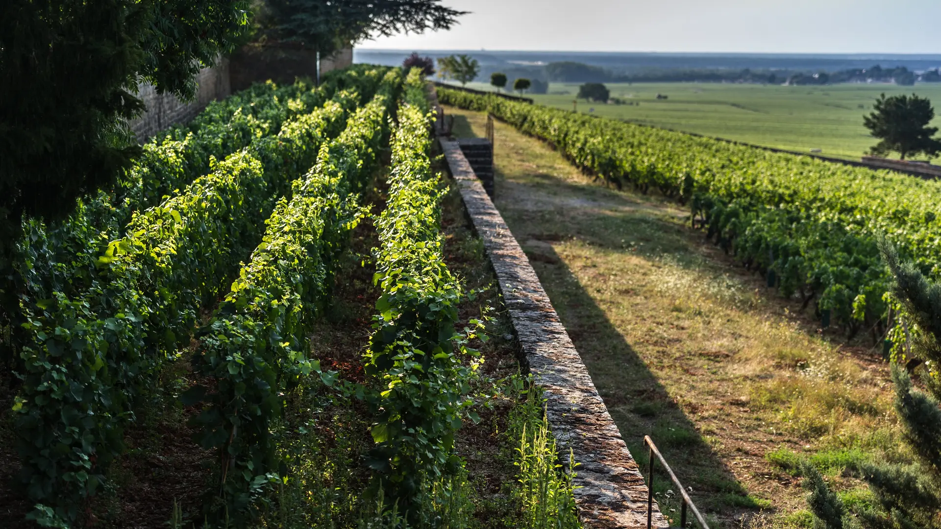 Savigny Clos des Guettes