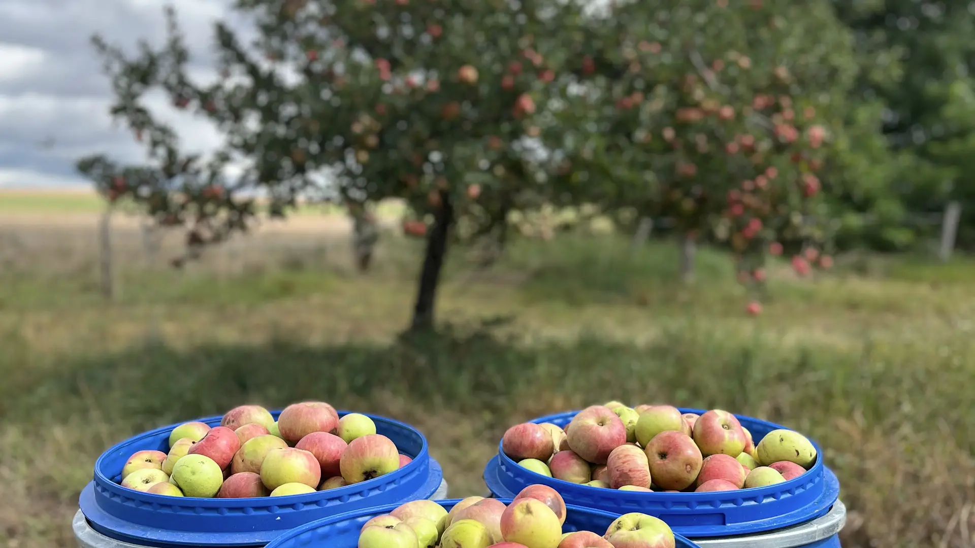 Pommiers avec Pommes  (1)