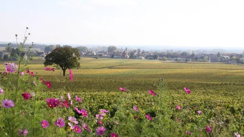Paysage bourguignon