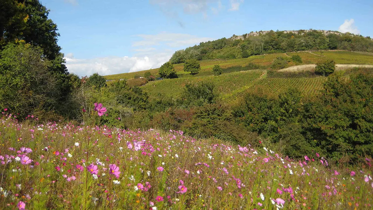 Paysages_fleurs_cosmos