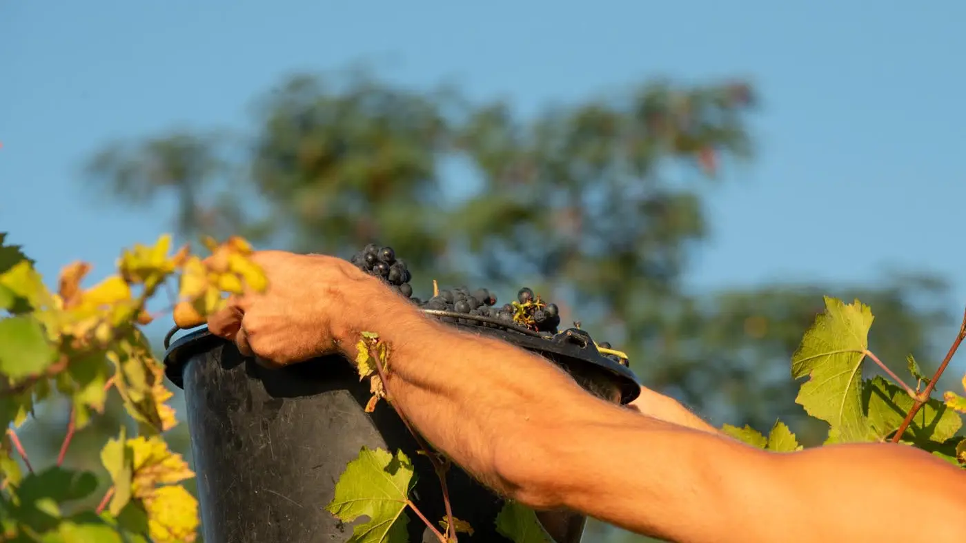 Pascal Henriot vin vignoble copyright Luc Janssens (2)