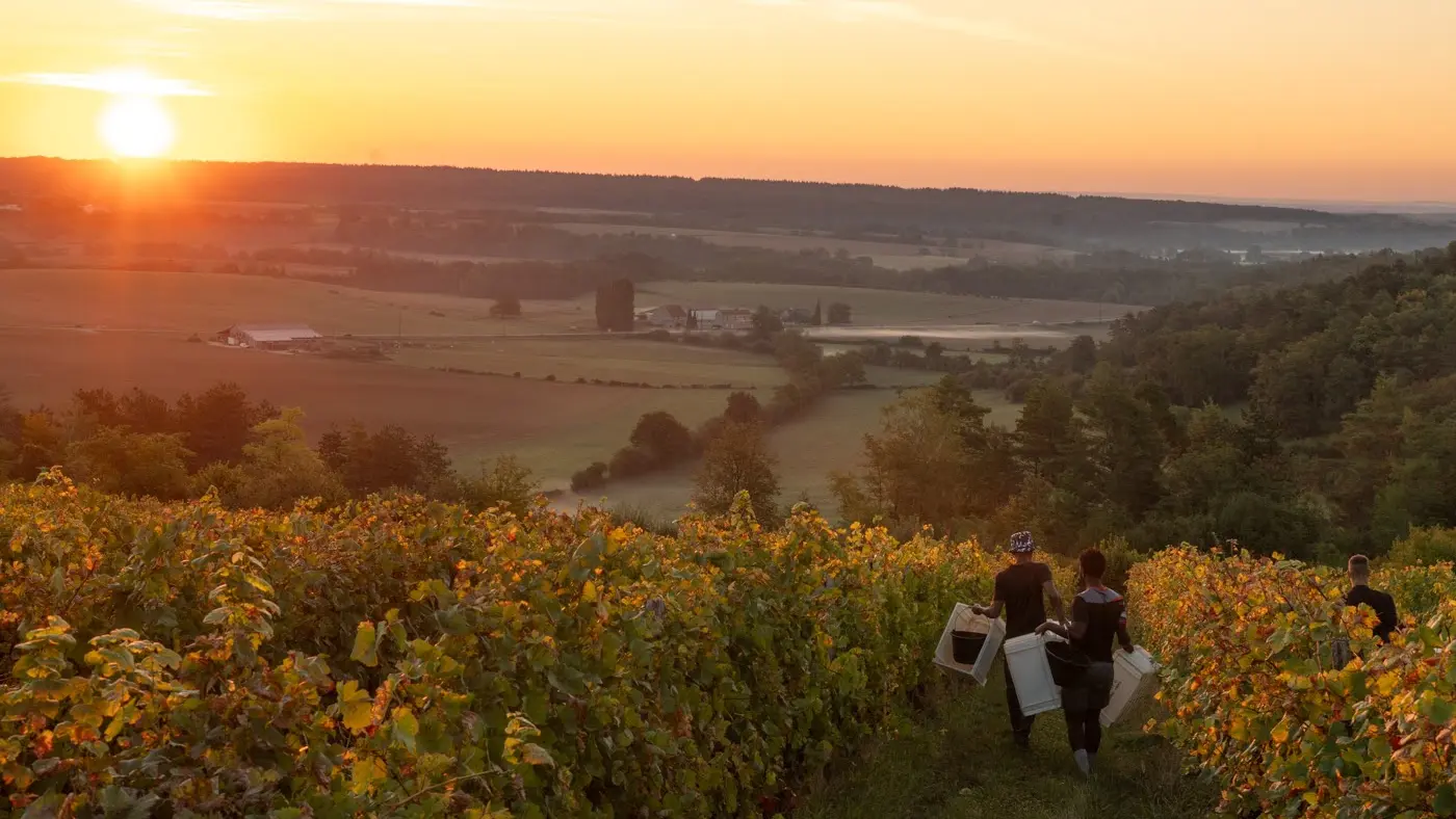 Pascal Henriot vin vignoble copyright Luc Janssens (30)