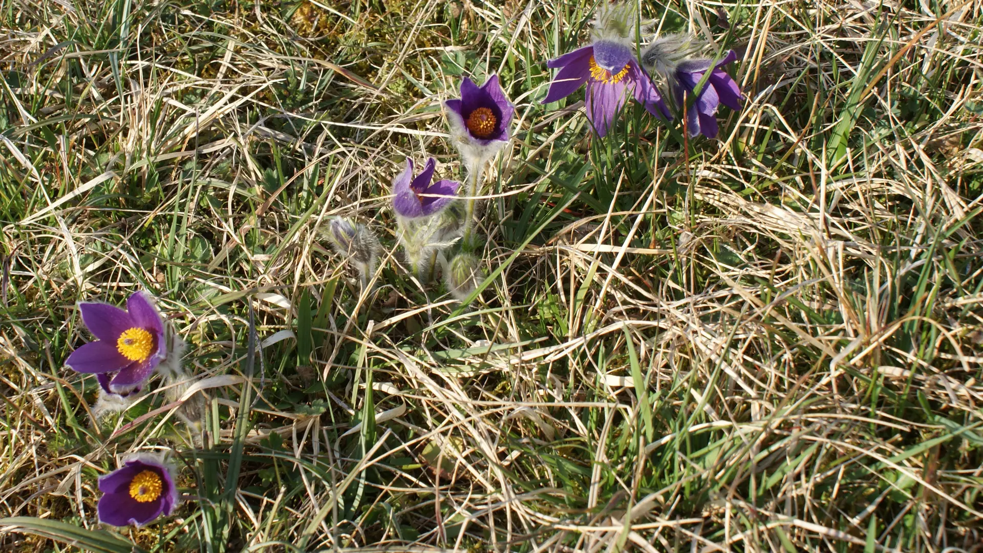 Pelouses sèches Champlitte