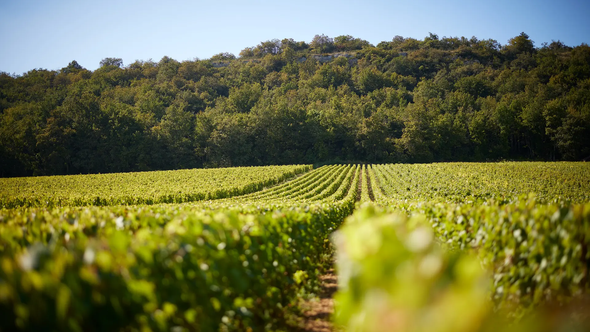 Nos vignes, au coeur des Climats de Bourgogne