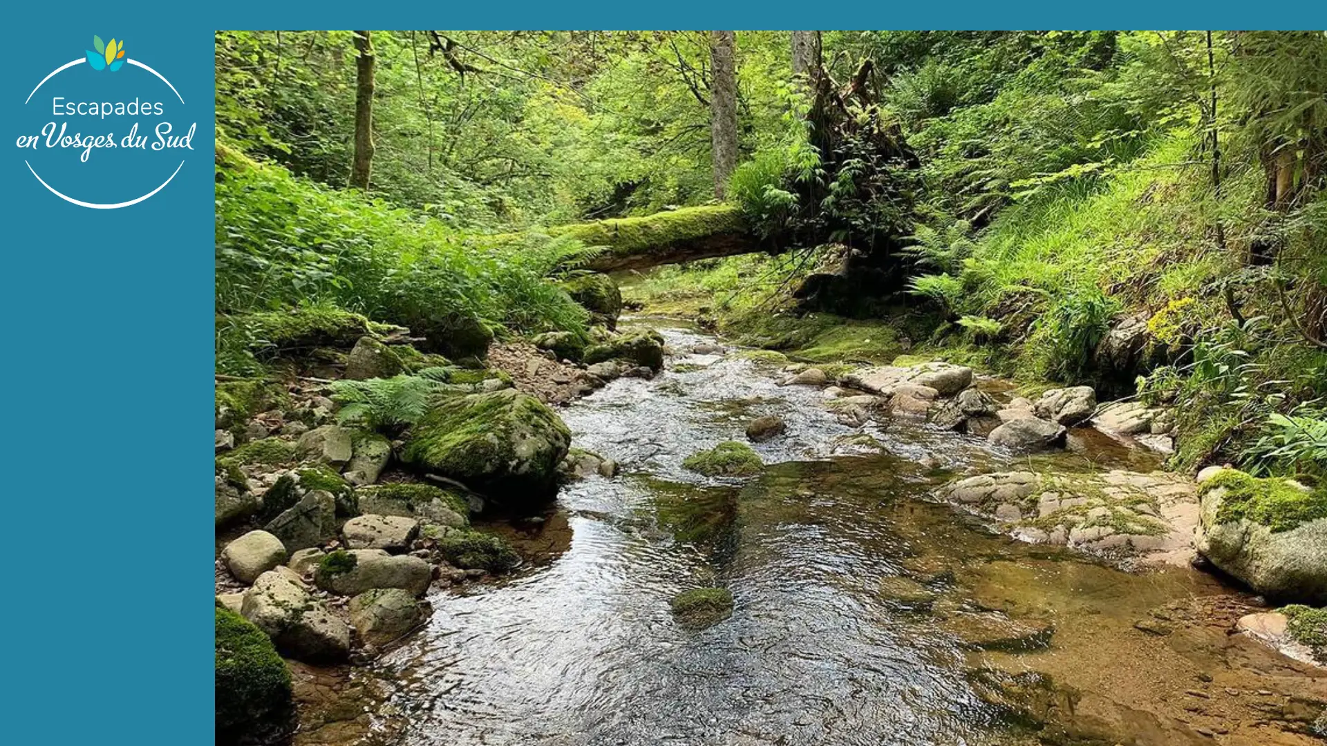 FICHE RANDO DDATA màj 2024 MAI - Ronde de la foret de Saint-Antoine (4)