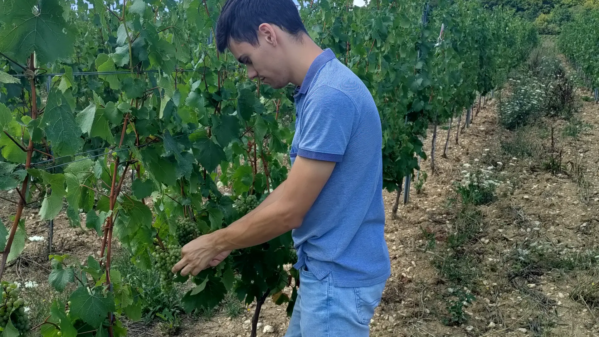 Observation du vignoble