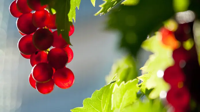 Raisin - A chacun son escapade