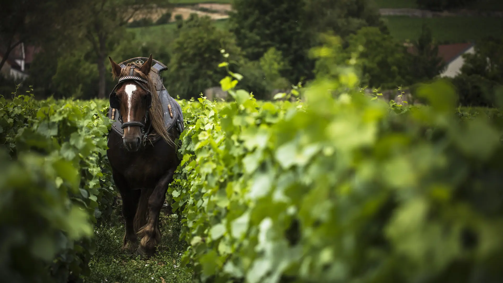 V39-fred-vardon-vigneron-44