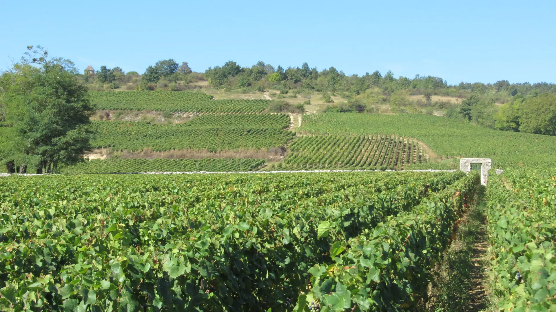 Clos du Vernoy et Grande Berge 1er cru