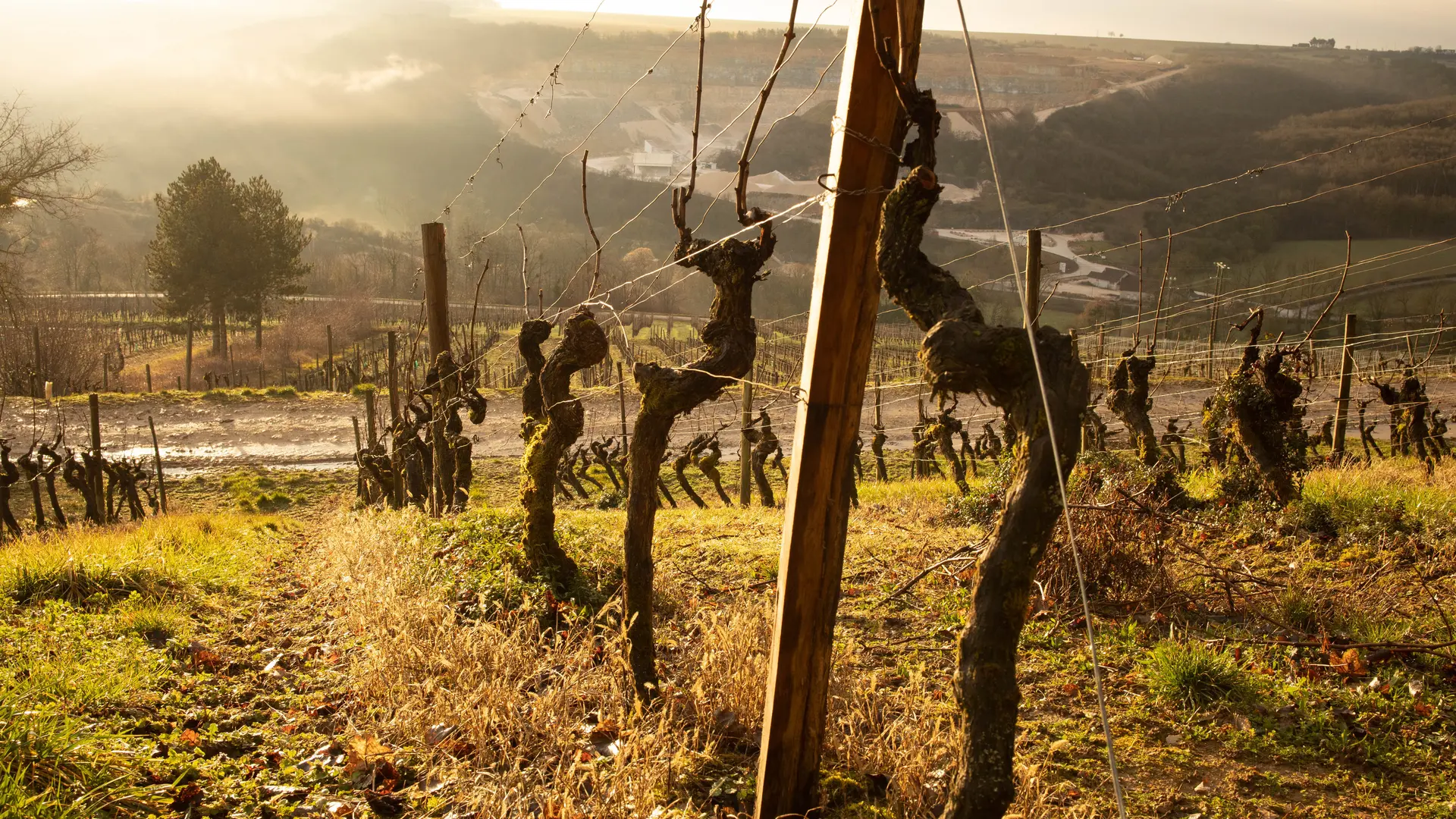 VIGNES HCN LE ROUARD DOMAINE DE MONTMAIN