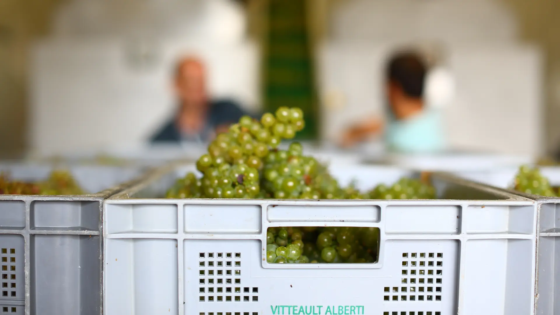 Rully - Vitteaut Alberti - Domaine - Vendanges