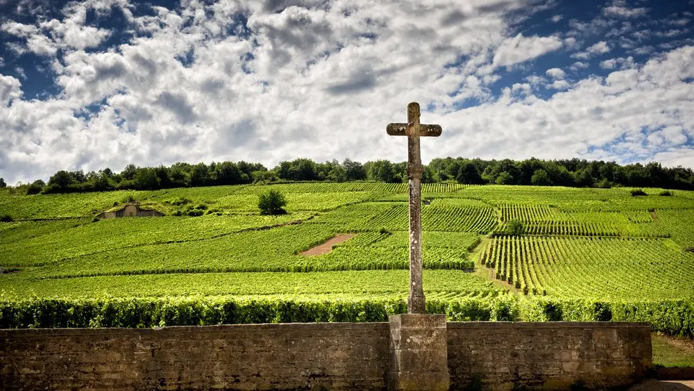 Les vignes de Vosne-Romanée
