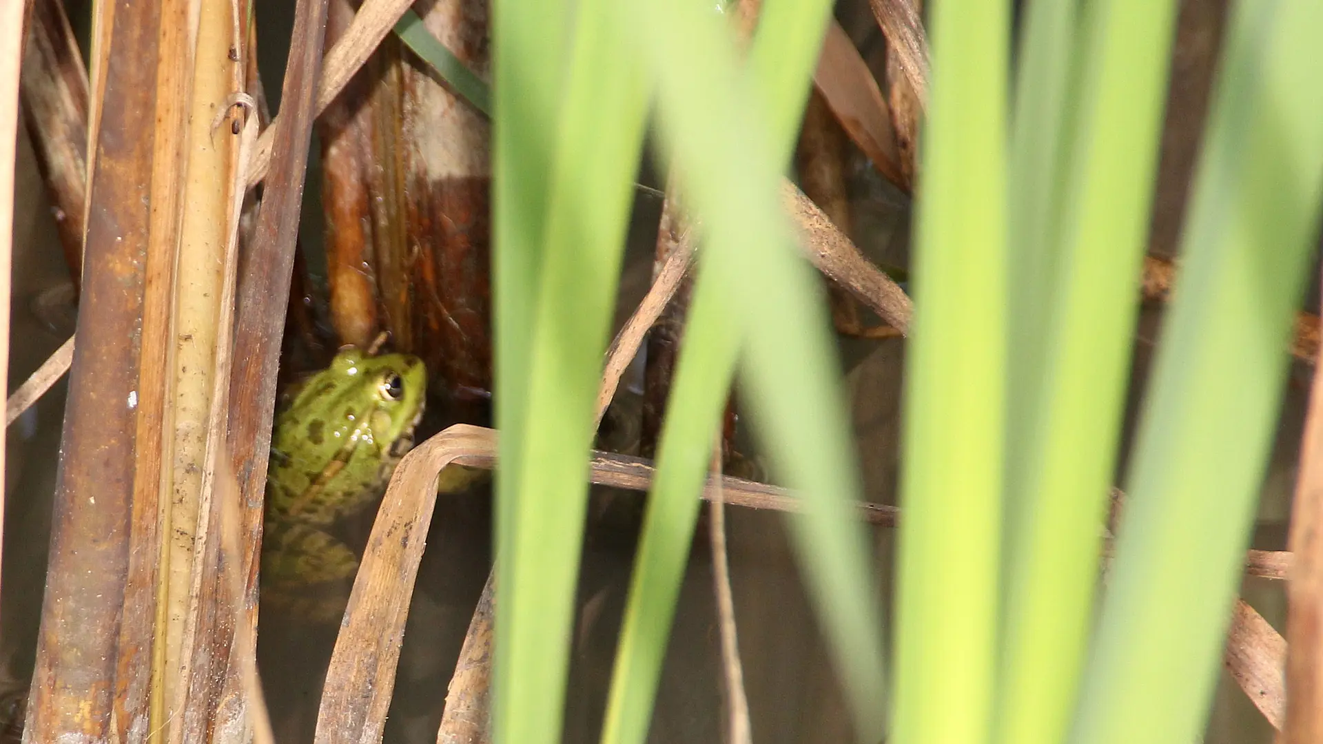 Varennes le Grand - Jardin des Pas Enchantés - 2013 ( (4)