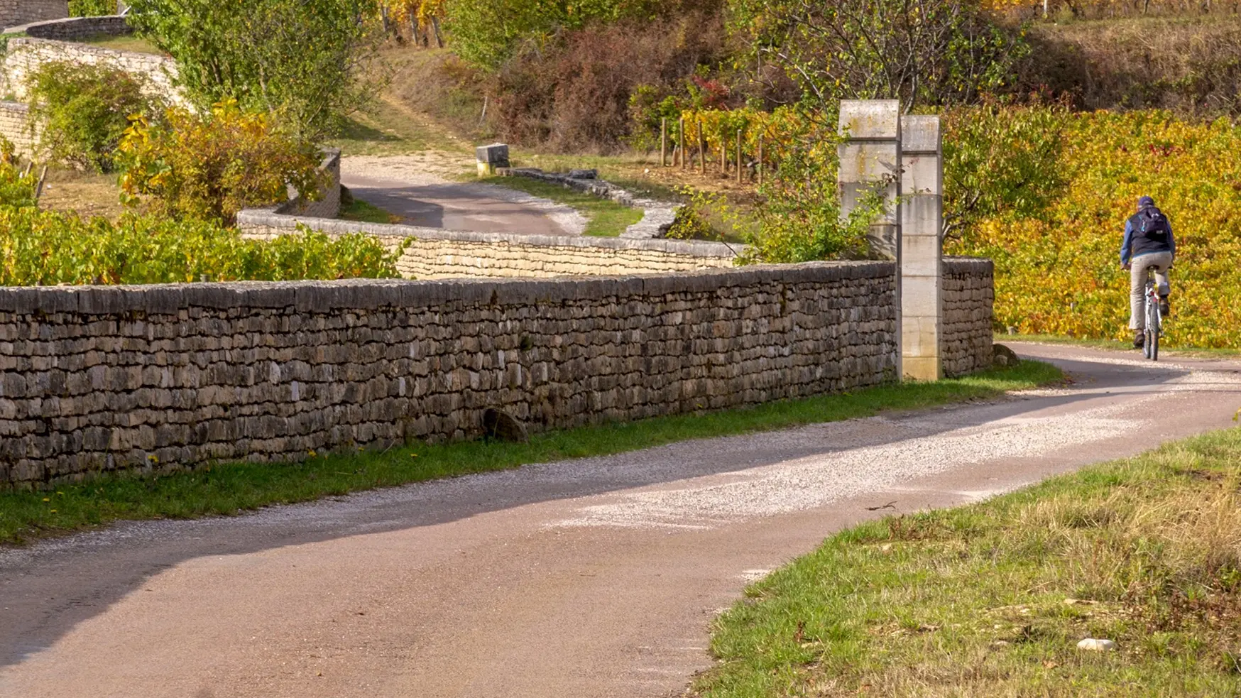 Vélo dans les vignes - Vougeot - Alain DOIRE__BFC_Tourisme
