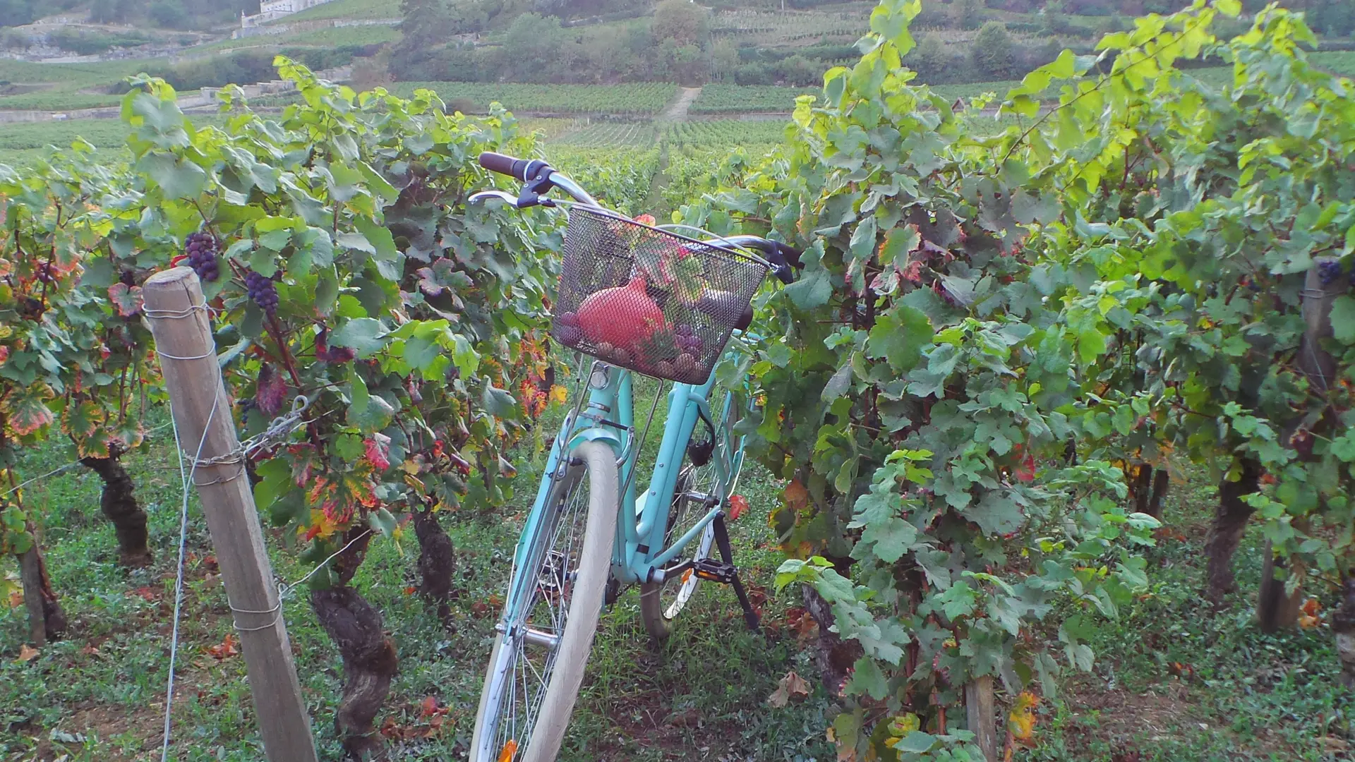 Vélo dans les vignes en automne - GevreyNuitsTourisme