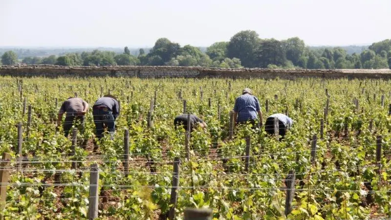 Vendanges en septembre