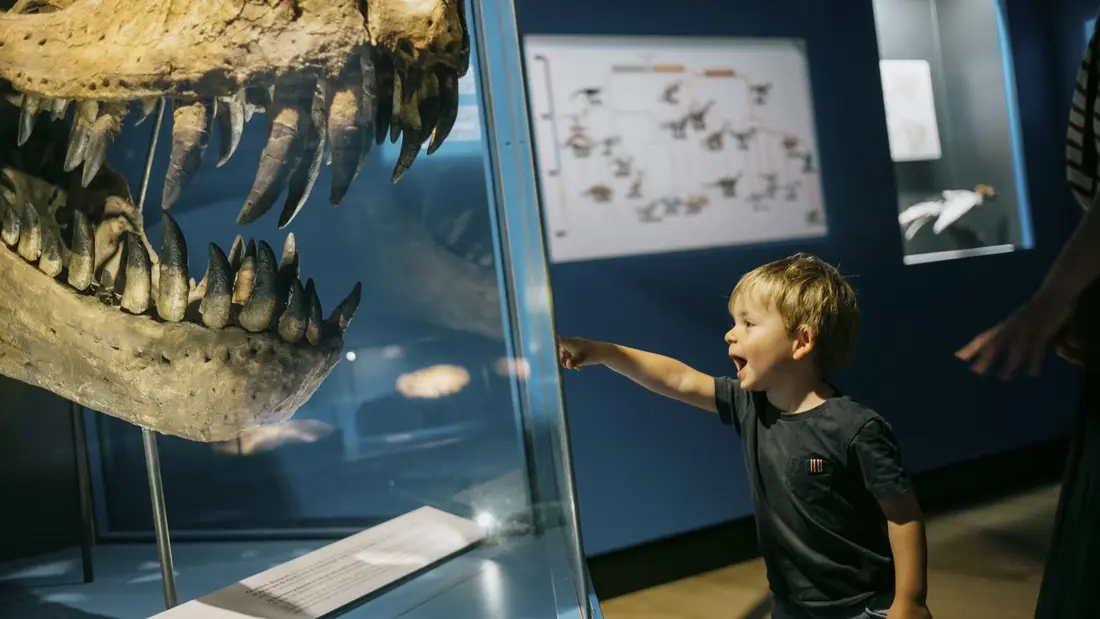 Vitrine enfant T-rex