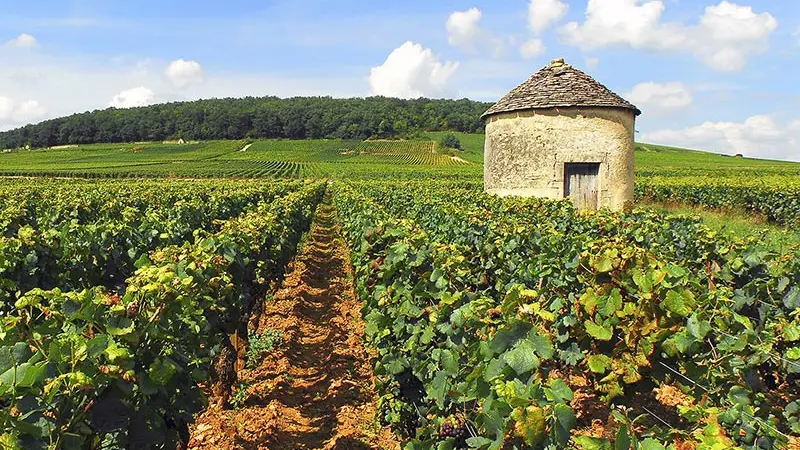 Vignoble-cabotte-Côte-de-Beaune