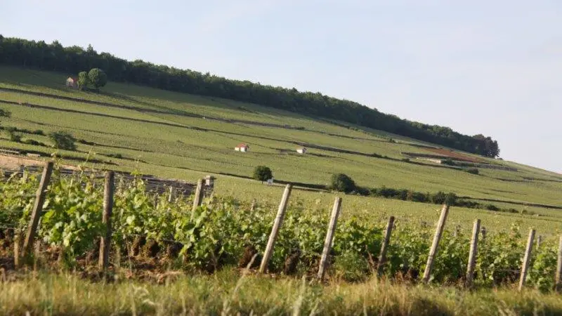 Vignoble bourguignon