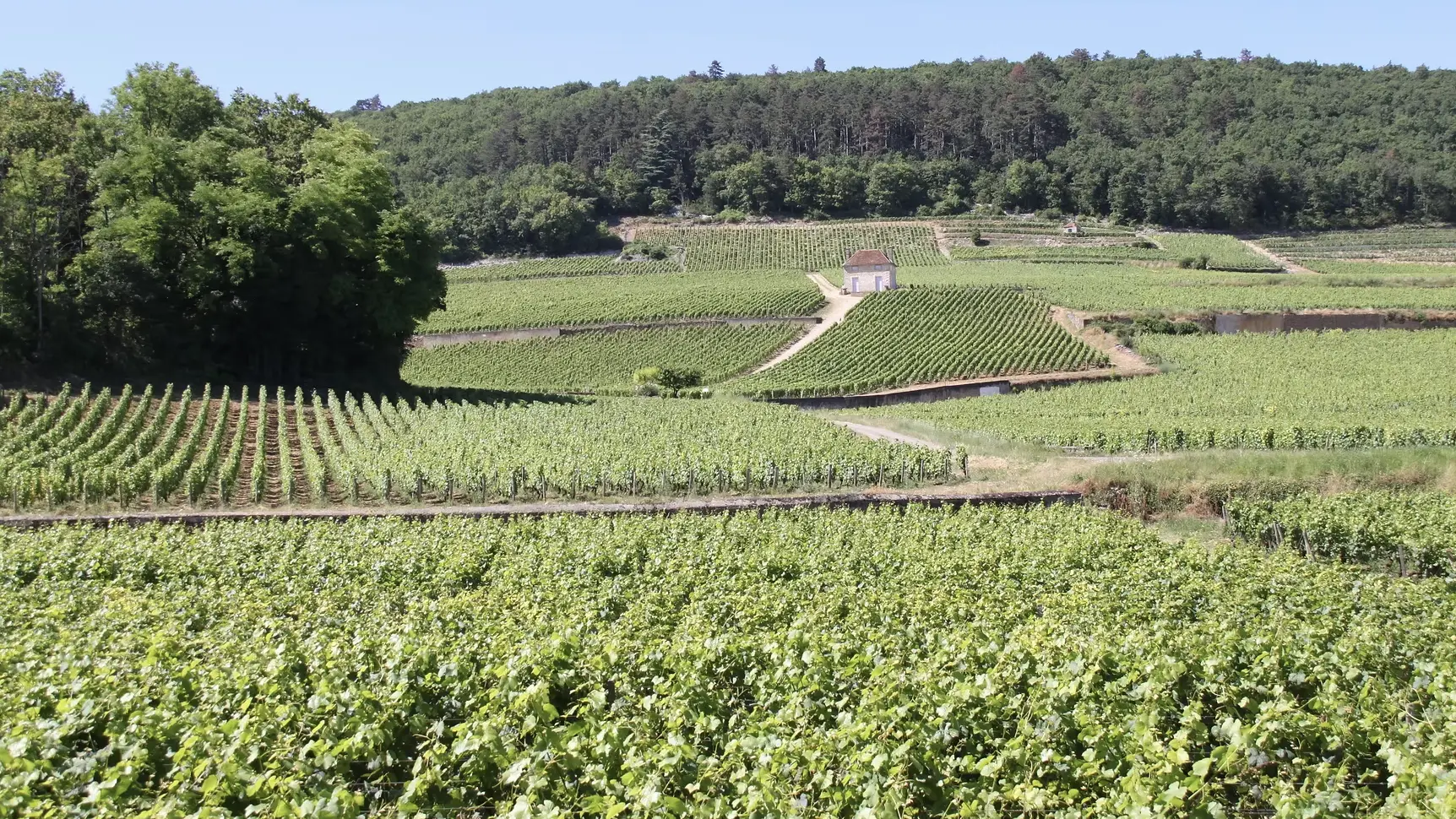 Vignobles